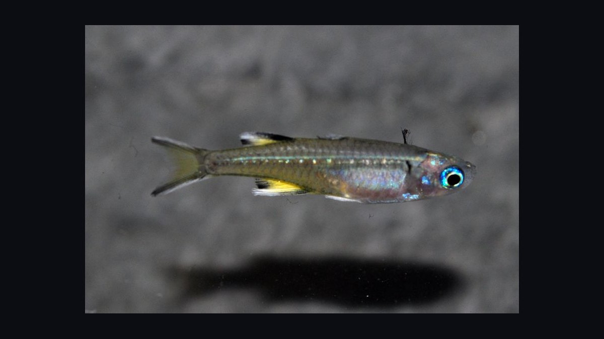Top 10 Bottom-Dwelling Fish for Sand Substrates in 2027 — figure 8