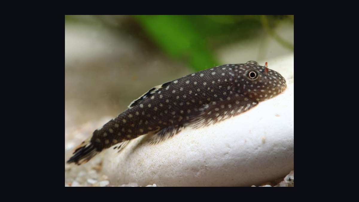 Top 10 Bottom-Dwelling Fish for Sand Substrates in 2027 — figure 9