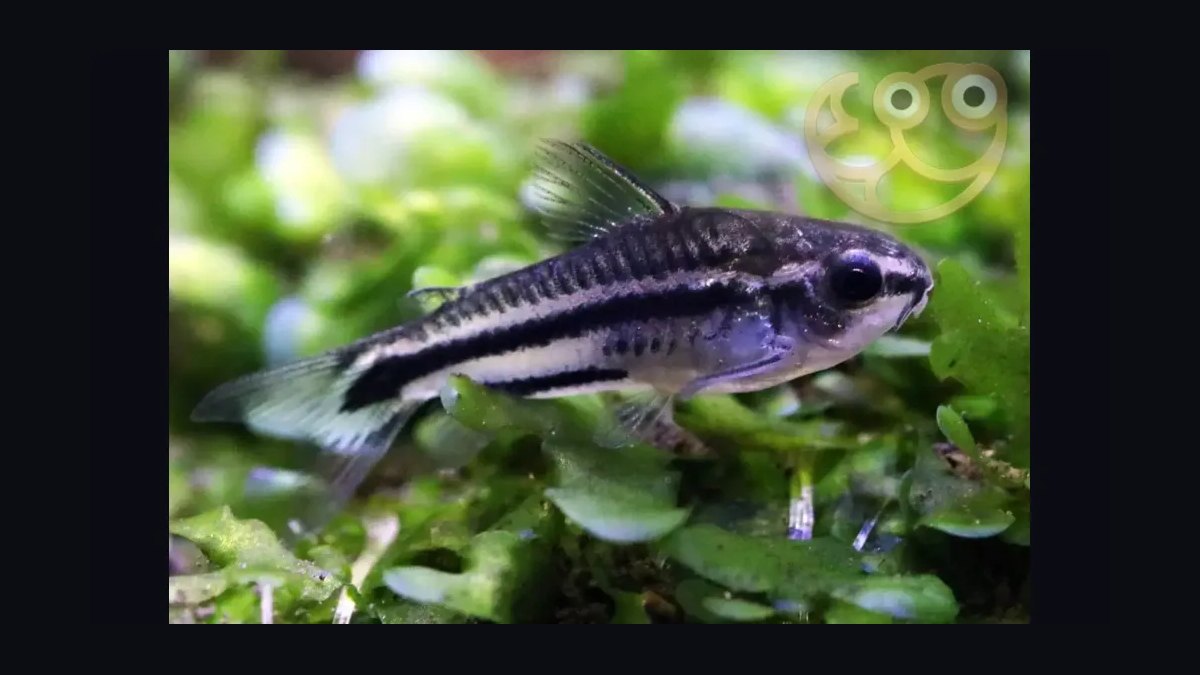 Top 10 Bottom-Dwelling Fish for Sand Substrates in 2027