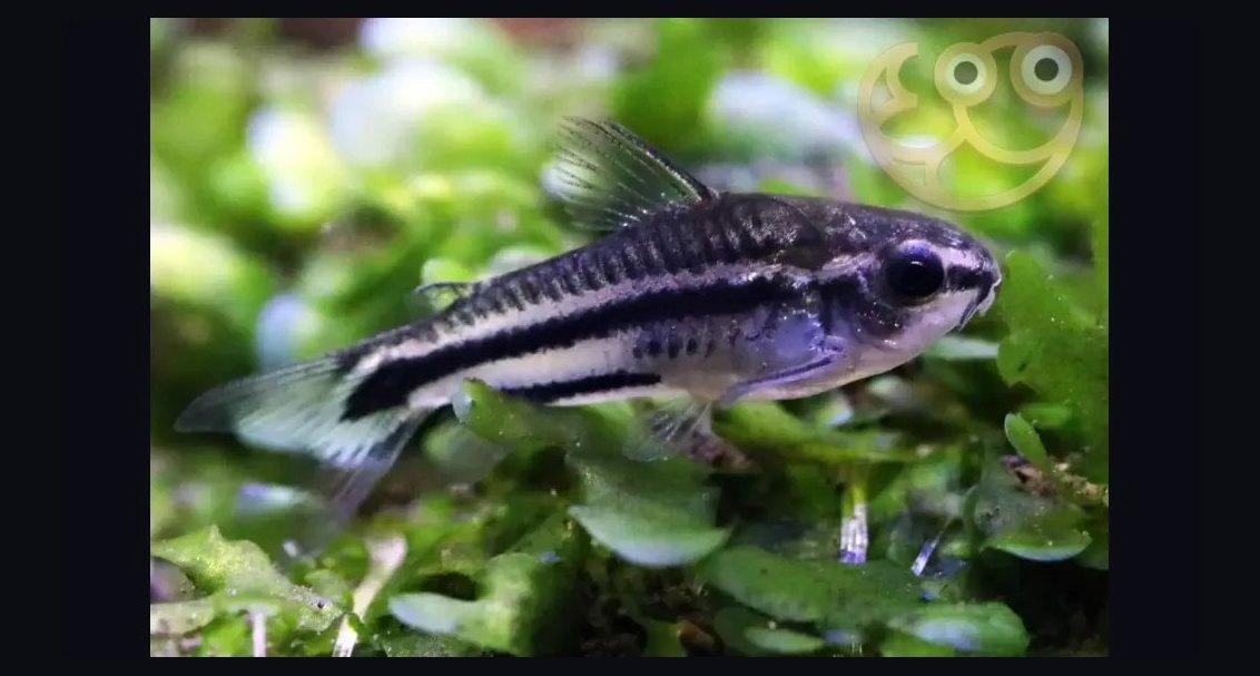 Top 10 Bottom-Dwelling Fish for Sand Substrates in 2027