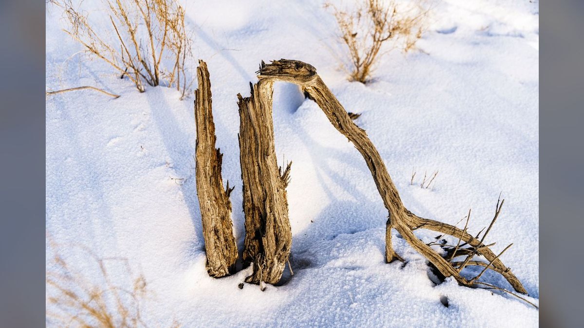 Top 10 Aquarium Driftwood Pieces for Hardscape — figure 1