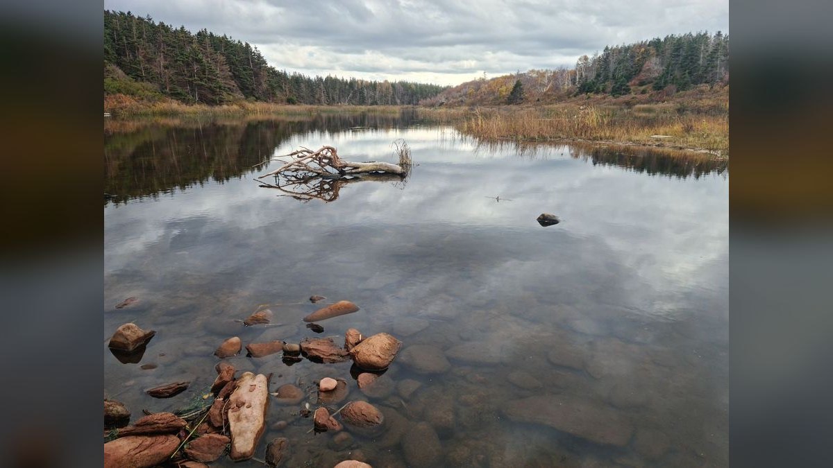 Top 10 Aquarium Driftwood Pieces for Hardscape — figure 2