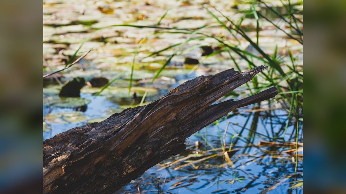Top 10 Aquarium Driftwood Pieces for Hardscape — figure 3