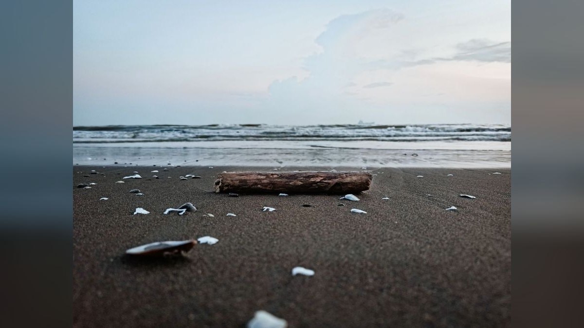Top 10 Aquarium Driftwood Pieces for Hardscape — figure 4