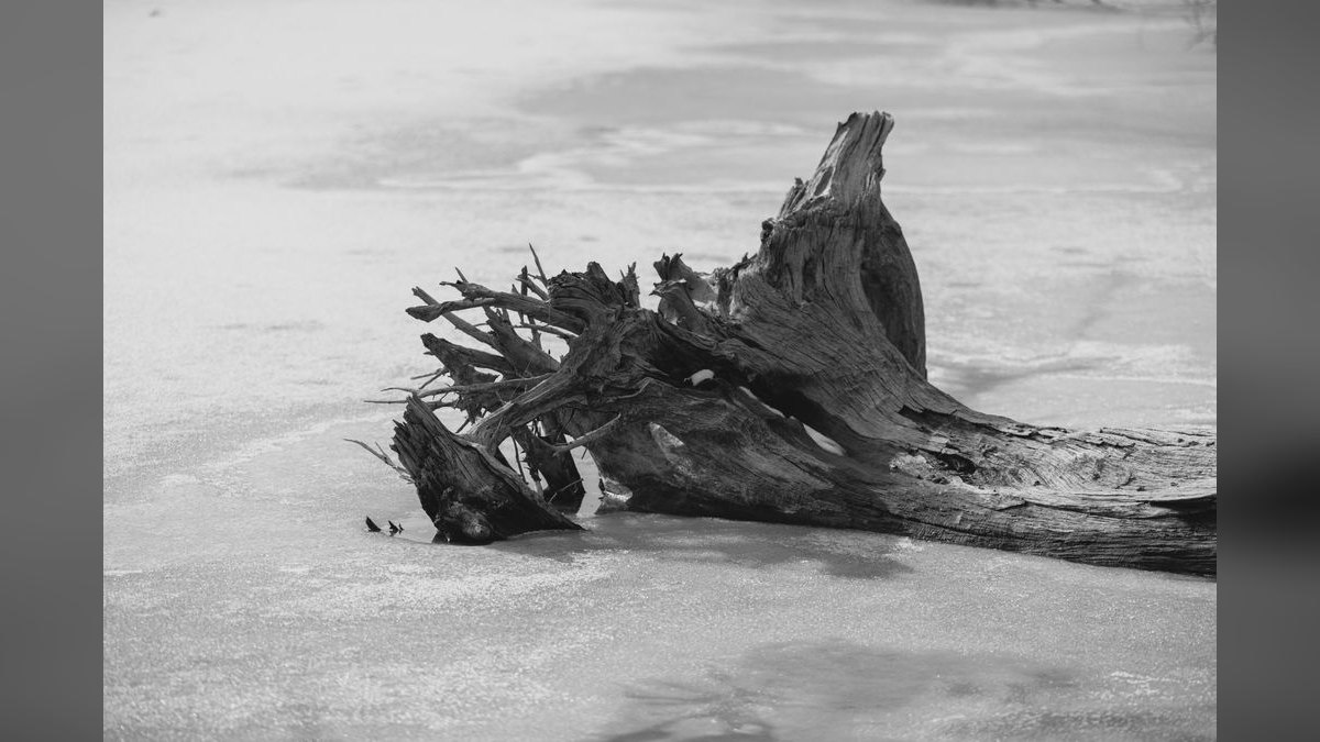 Top 10 Aquarium Driftwood Pieces for Hardscape — figure 6
