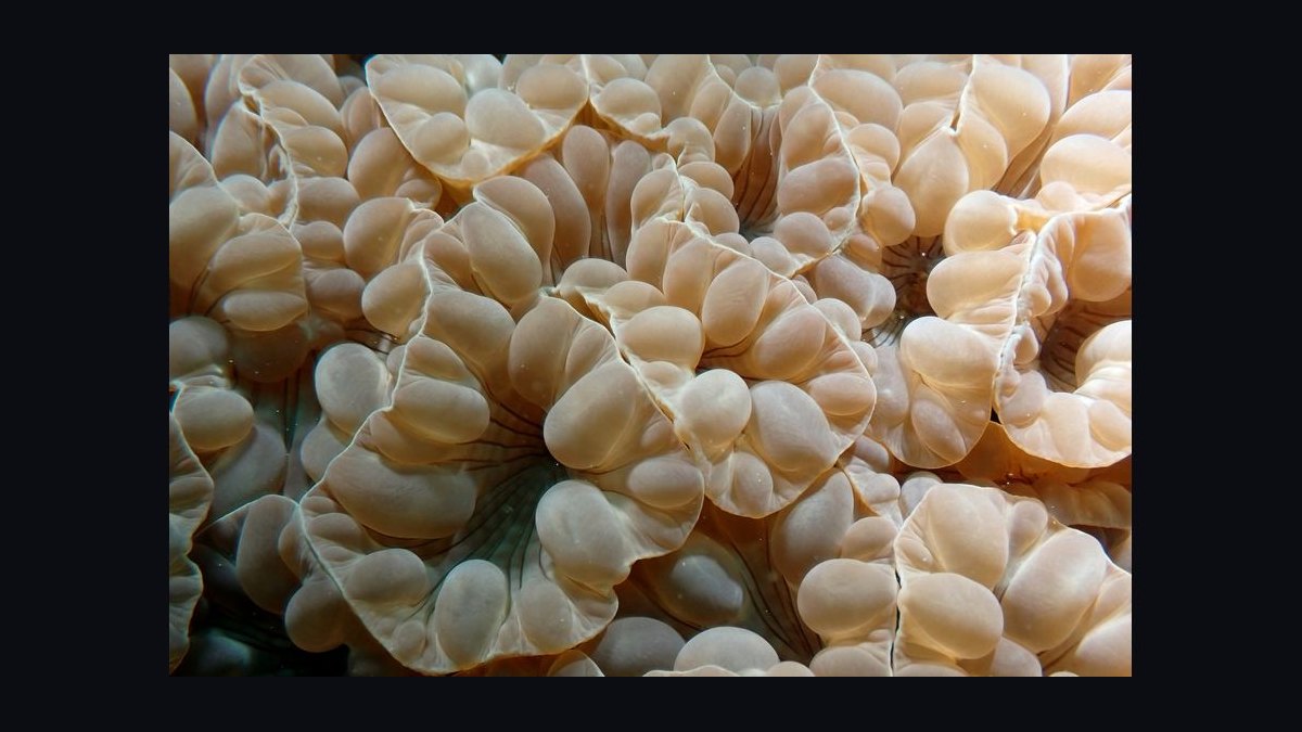 Top 10 Salt Mixes for Coral Growth in 2027 — figure 9