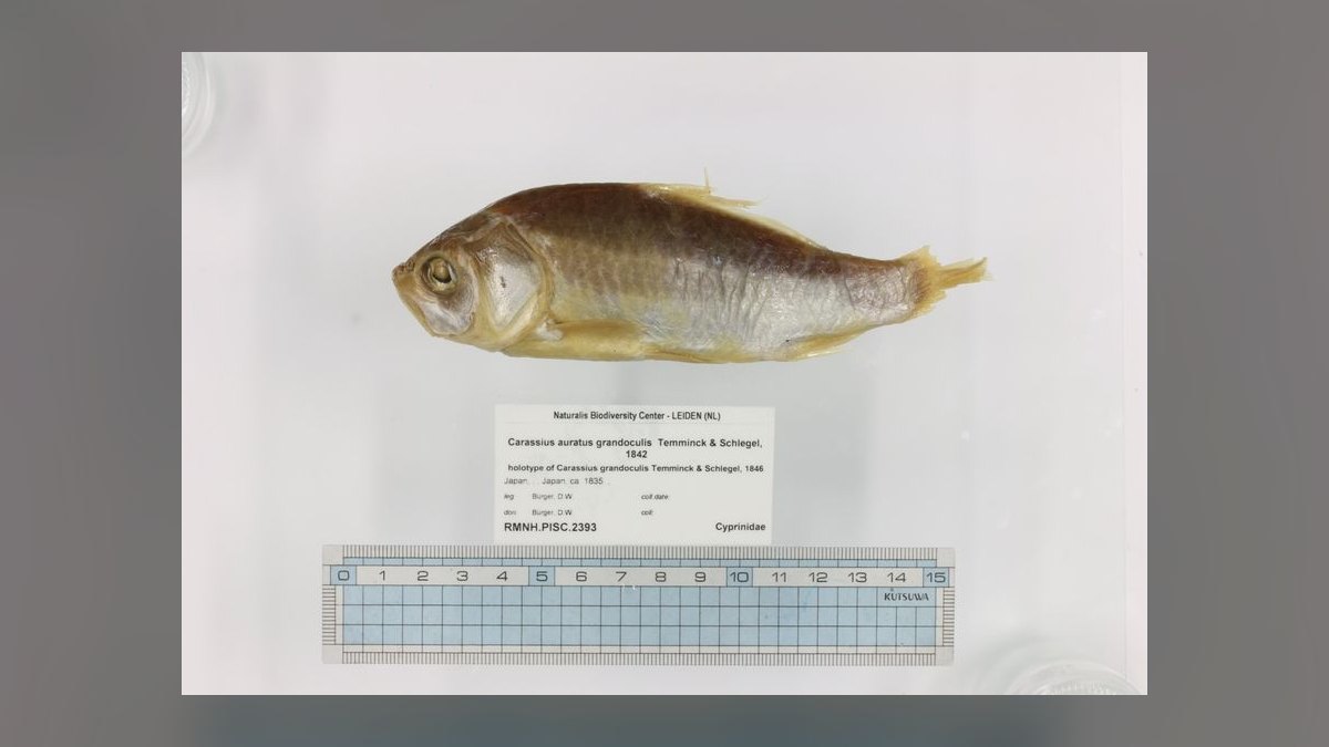 Top 10 Easy Beginner Freshwater Fish in 2027 — figure 10