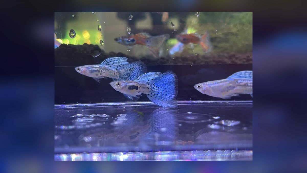 Top 10 Easy Beginner Freshwater Fish in 2027 — figure 3