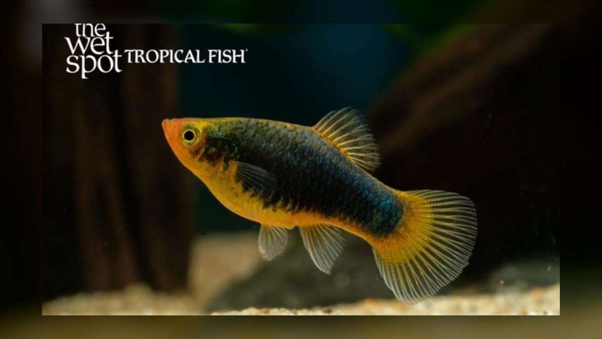Top 10 Easy Beginner Freshwater Fish in 2027 — figure 4
