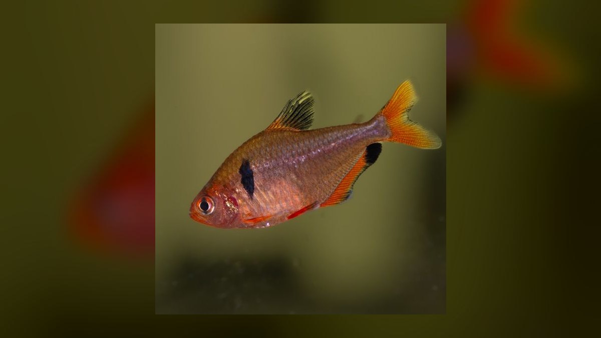 Top 10 Easy Beginner Freshwater Fish in 2027 — figure 7