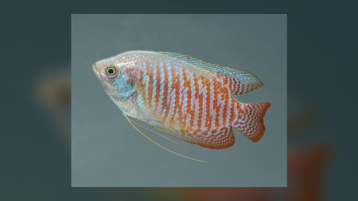 Top 10 Easy Beginner Freshwater Fish in 2027 — figure 8