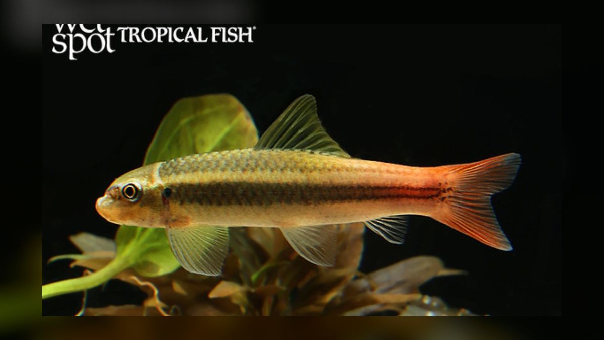 Top 10 Easy Beginner Freshwater Fish in 2027 — figure 9