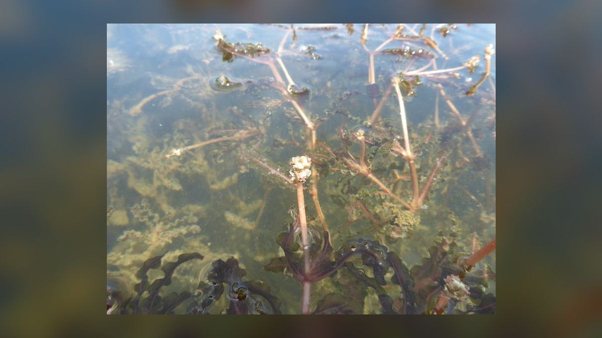 Top 10 Most Invasive Aquarium Plants to Avoid in 2027 — figure 10