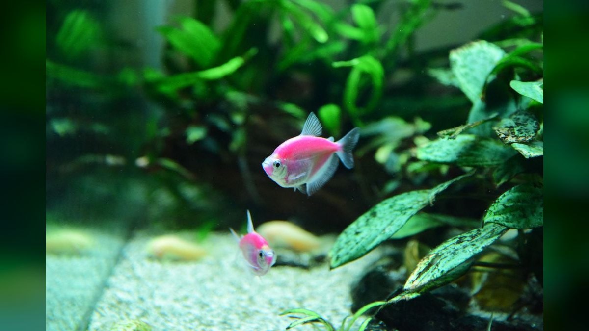 Top 10 Most Invasive Aquarium Plants to Avoid — figure 2