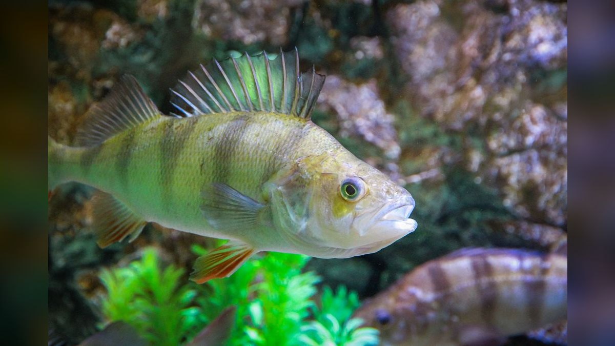 Top 10 Most Invasive Aquarium Plants to Avoid — figure 3