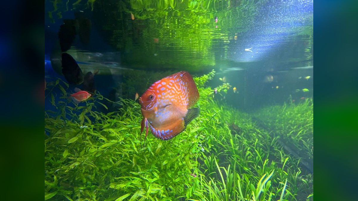 Top 10 Most Invasive Aquarium Plants to Avoid — figure 5