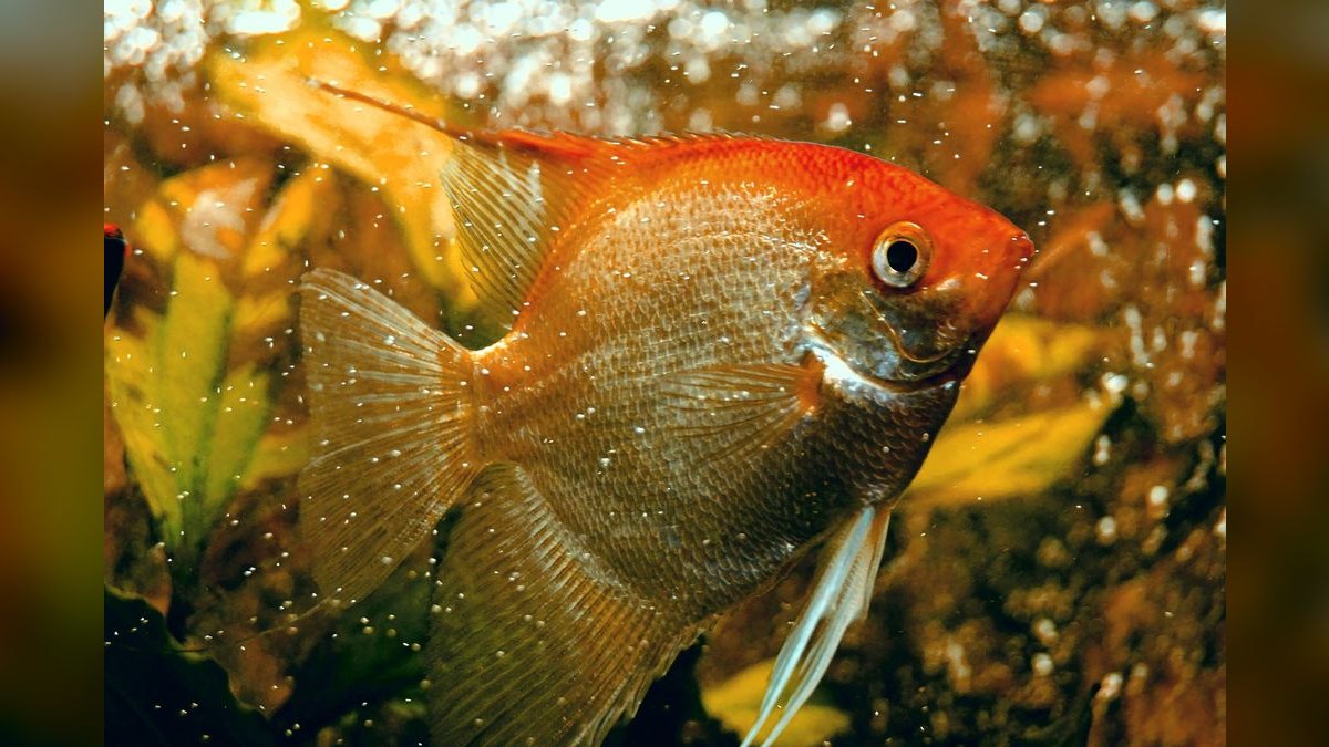 Top 10 Most Invasive Aquarium Plants to Avoid — figure 6
