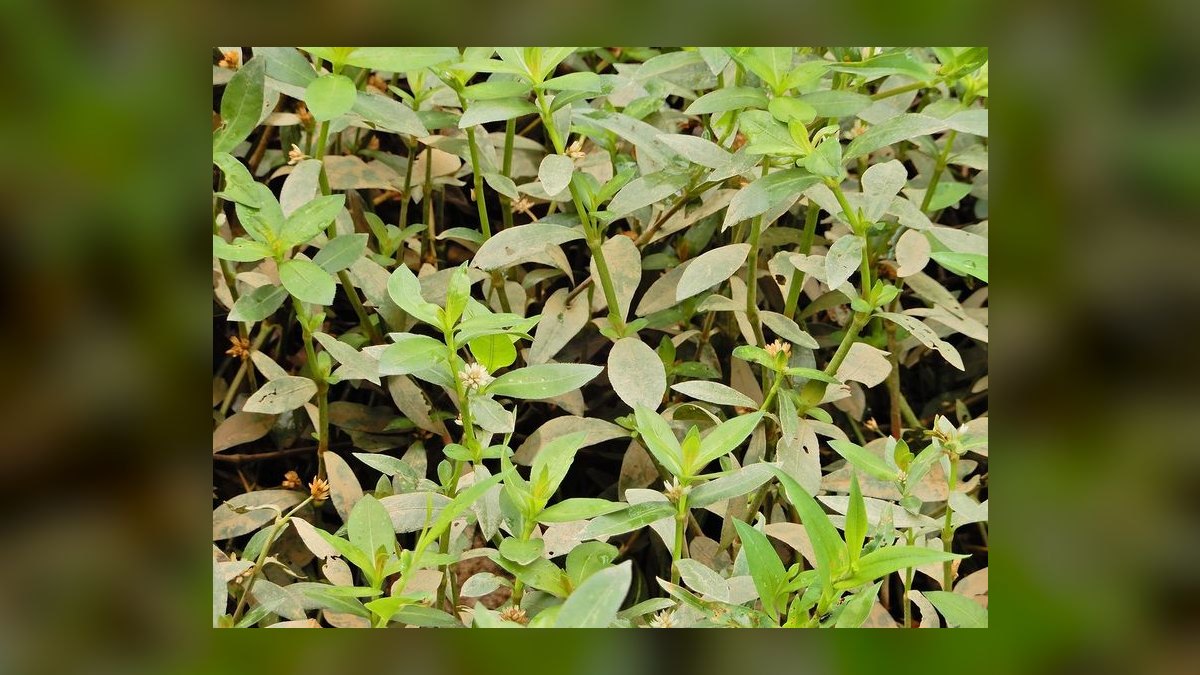 Top 10 Most Invasive Aquarium Plants to Avoid in 2027 — figure 7