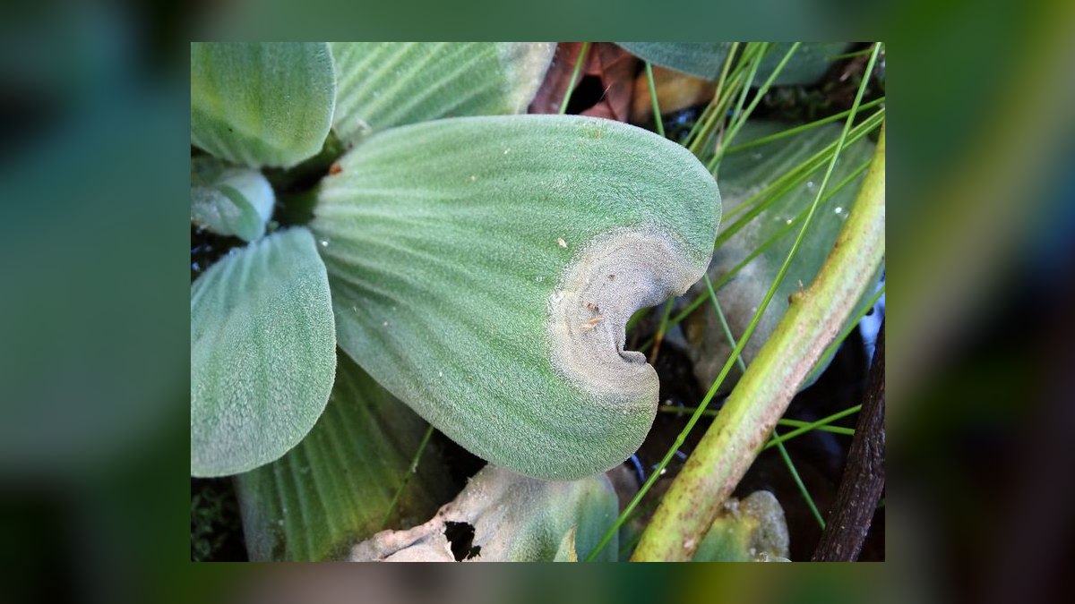 Top 10 Most Invasive Aquarium Plants to Avoid in 2027 — figure 8