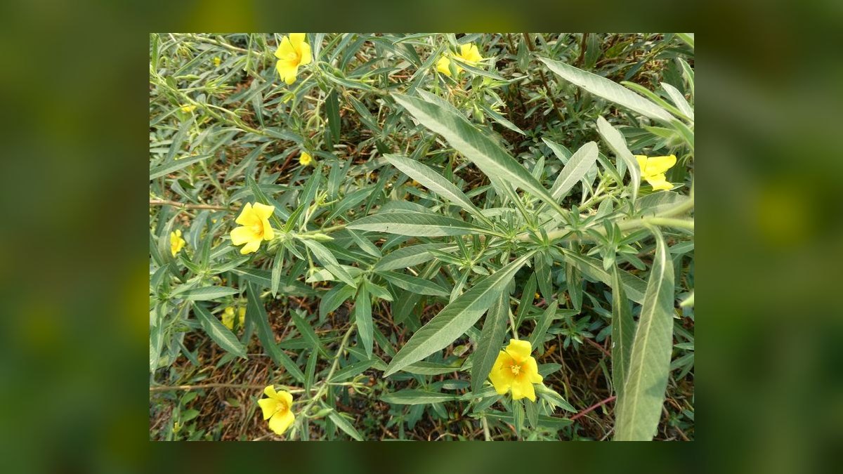 Top 10 Most Invasive Aquarium Plants to Avoid in 2027 — figure 9