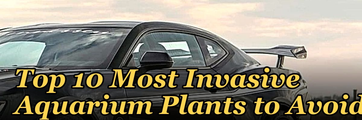 Top 10 Most Invasive Aquarium Plants to Avoid