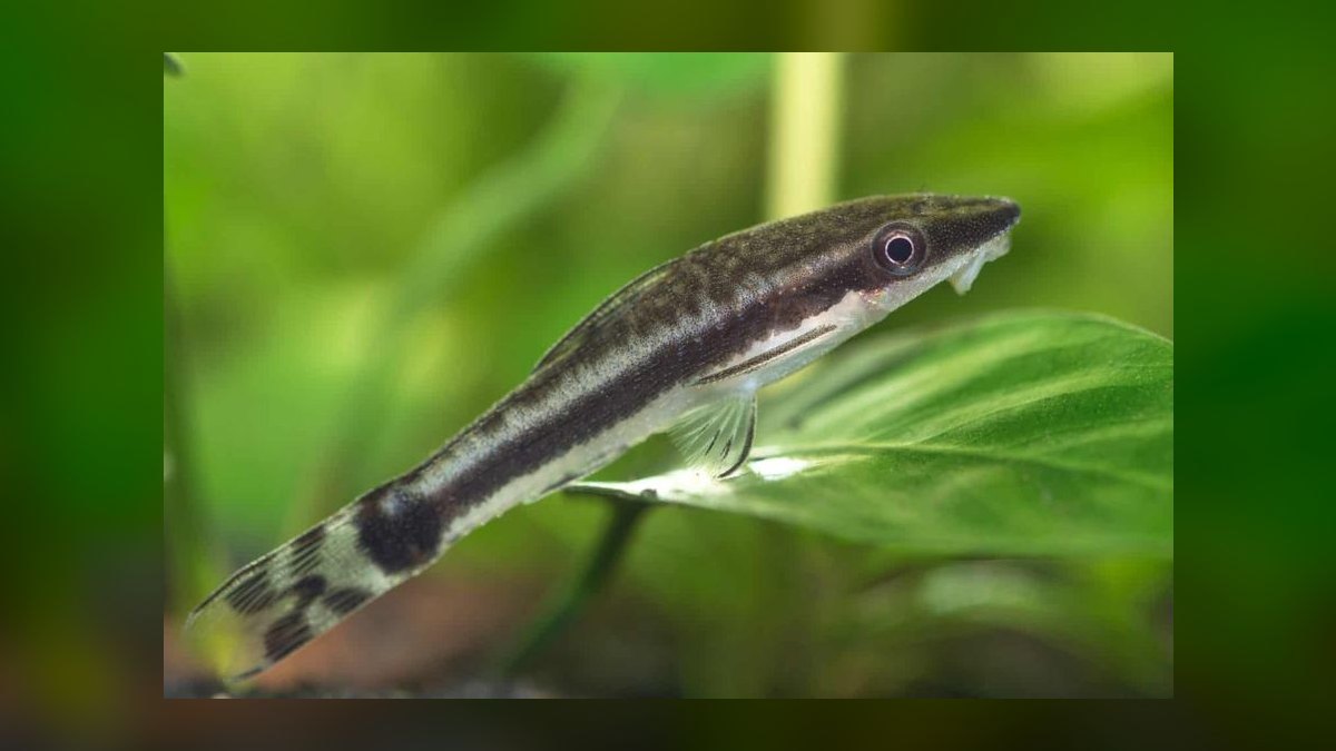 Top 10 Algae Eaters for Freshwater Community Tanks — figure 2