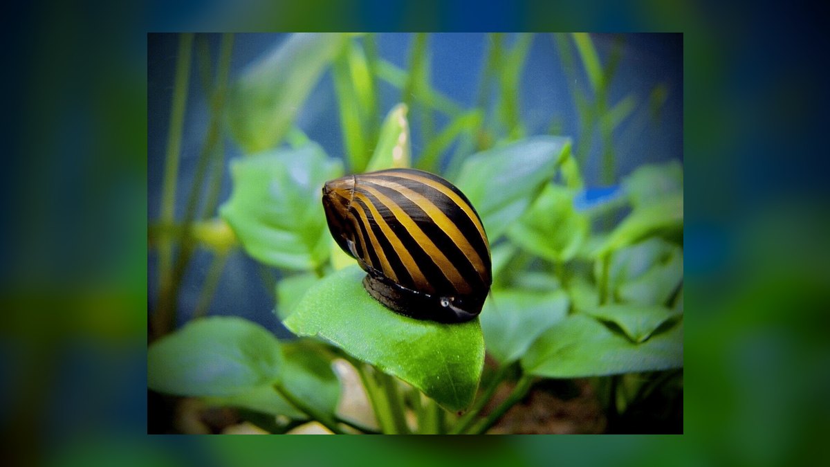 Top 10 Algae Eaters for Freshwater Community Tanks — figure 5
