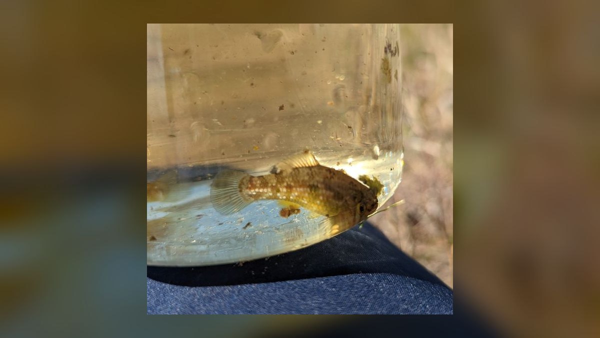 Top 10 Algae Eaters for Freshwater Community Tanks — figure 7