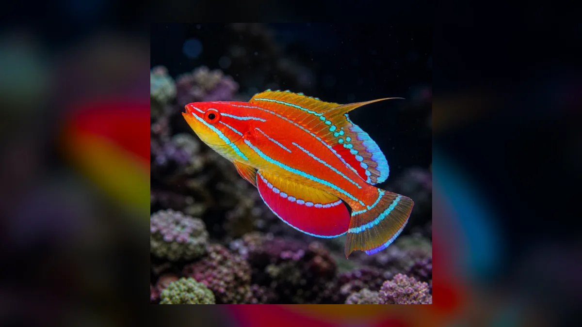 Top 10 Reef-Safe Wrasses for Pest Control in 2027 — figure 1