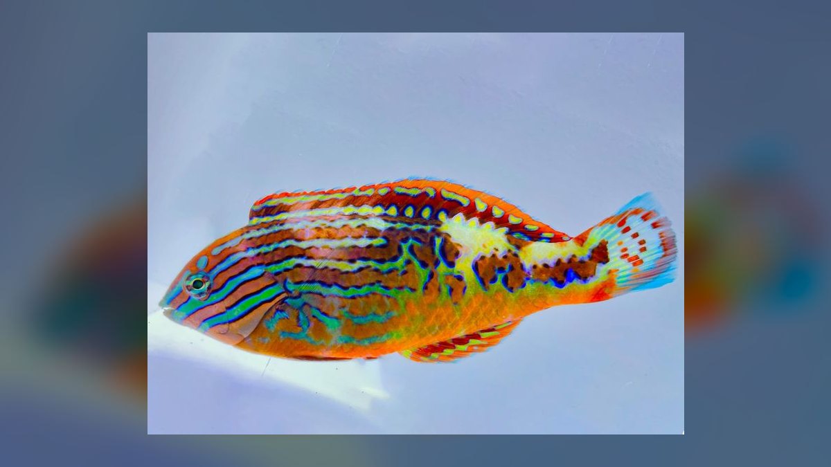 Top 10 Reef-Safe Wrasses for Pest Control in 2027 — figure 10