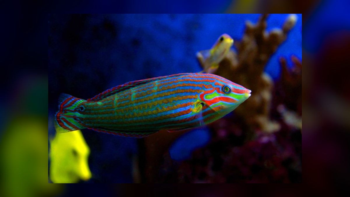 Top 10 Reef-Safe Wrasses for Pest Control in 2027 — figure 4