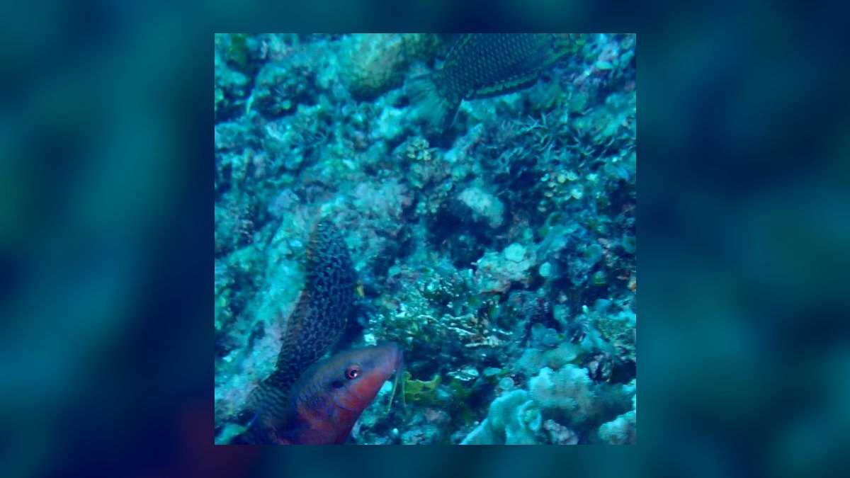 Top 10 Reef-Safe Wrasses for Pest Control in 2027 — figure 6