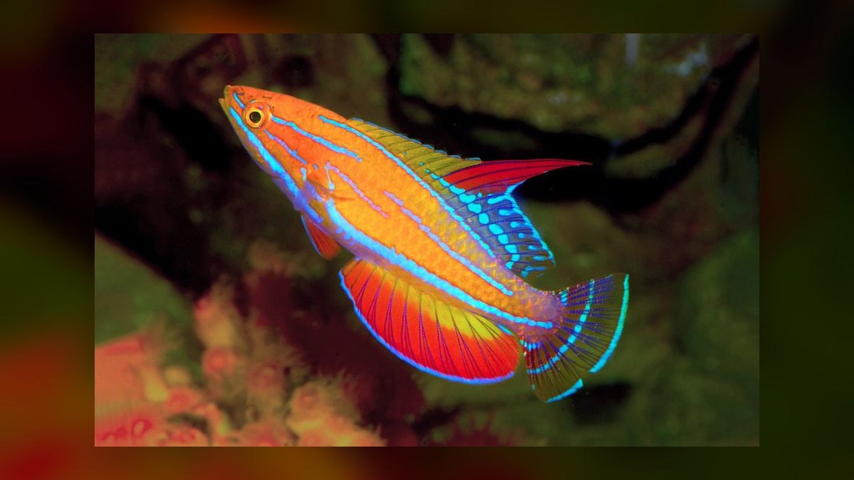 Top 10 Reef-Safe Wrasses for Pest Control in 2027 — figure 7
