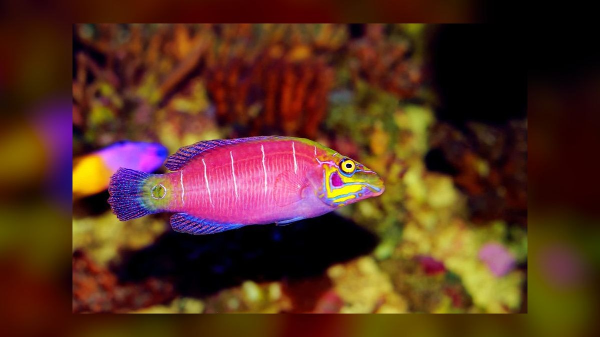 Top 10 Reef-Safe Wrasses for Pest Control in 2027 — figure 8