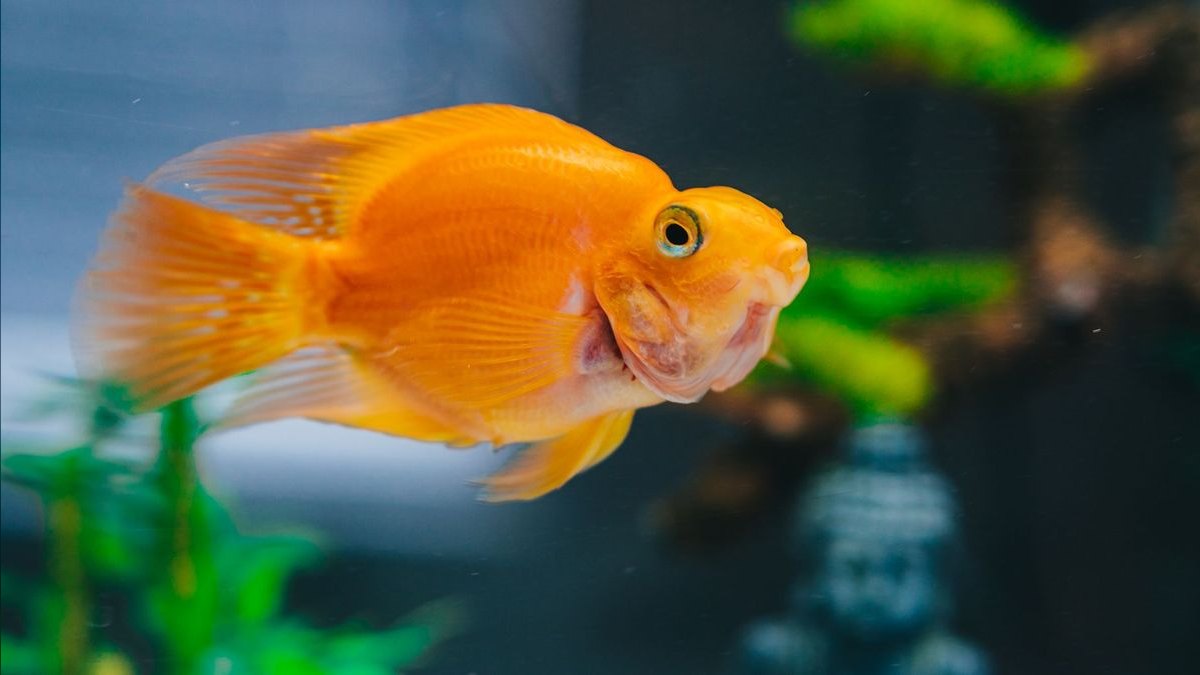 Top 10 UV Sterilizers for Clear Aquarium Water — figure 1