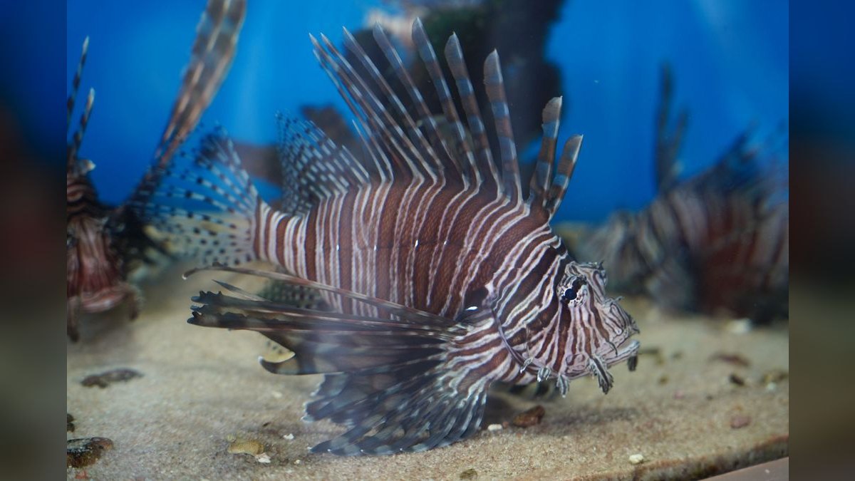 Top 10 UV Sterilizers for Clear Aquarium Water — figure 2