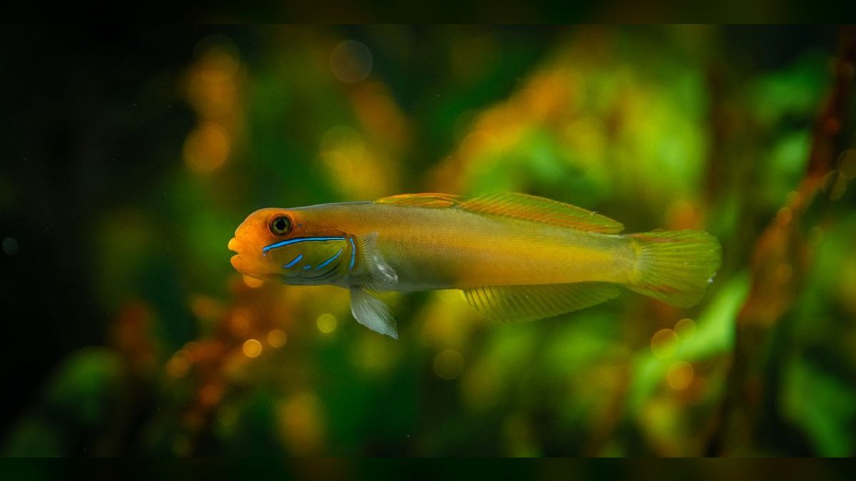 Top 10 UV Sterilizers for Clear Aquarium Water — figure 3
