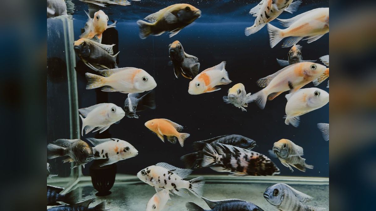Top 10 UV Sterilizers for Clear Aquarium Water — figure 4