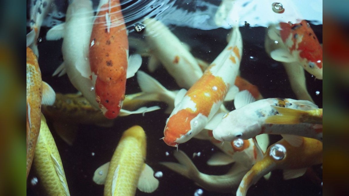 Top 10 UV Sterilizers for Clear Aquarium Water — figure 6
