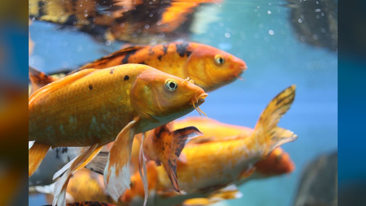 Top 10 UV Sterilizers for Clear Aquarium Water in 2027