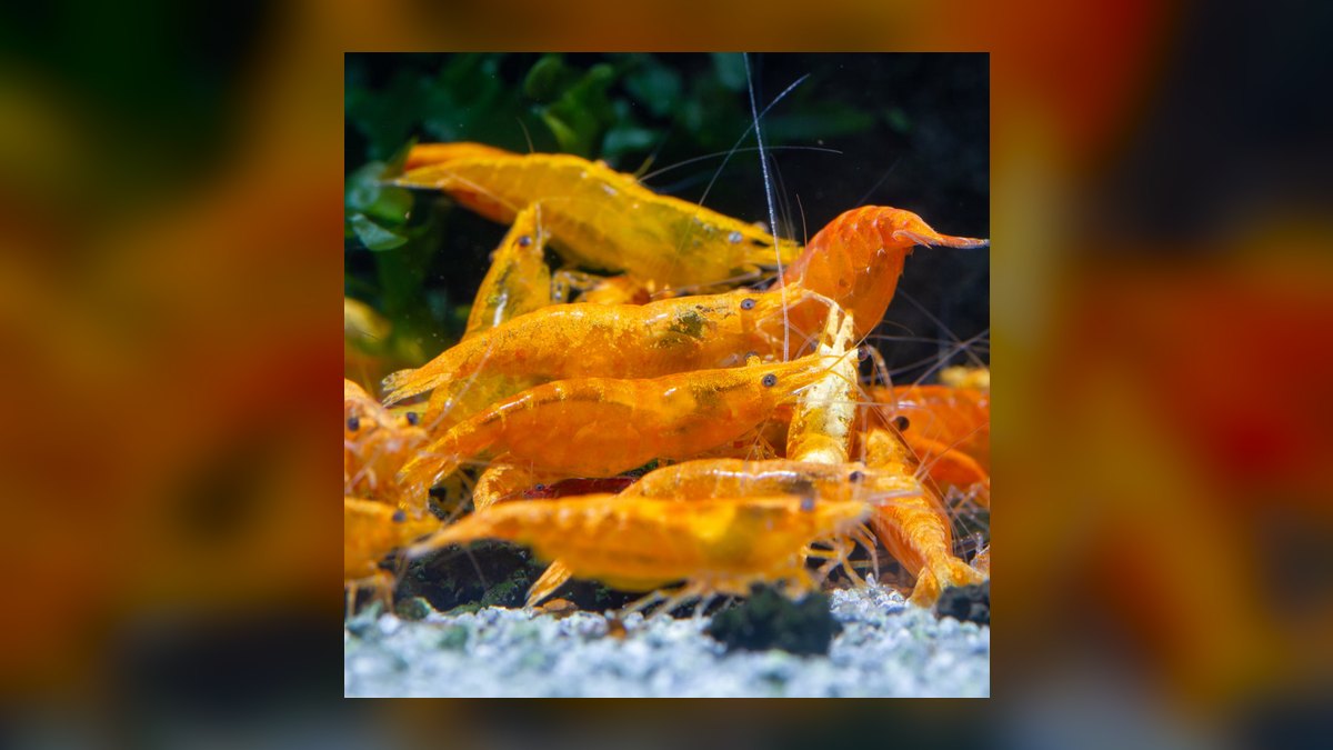 Top 10 Dwarf Shrimp Species for Nano Aquariums in 2027 — figure 6