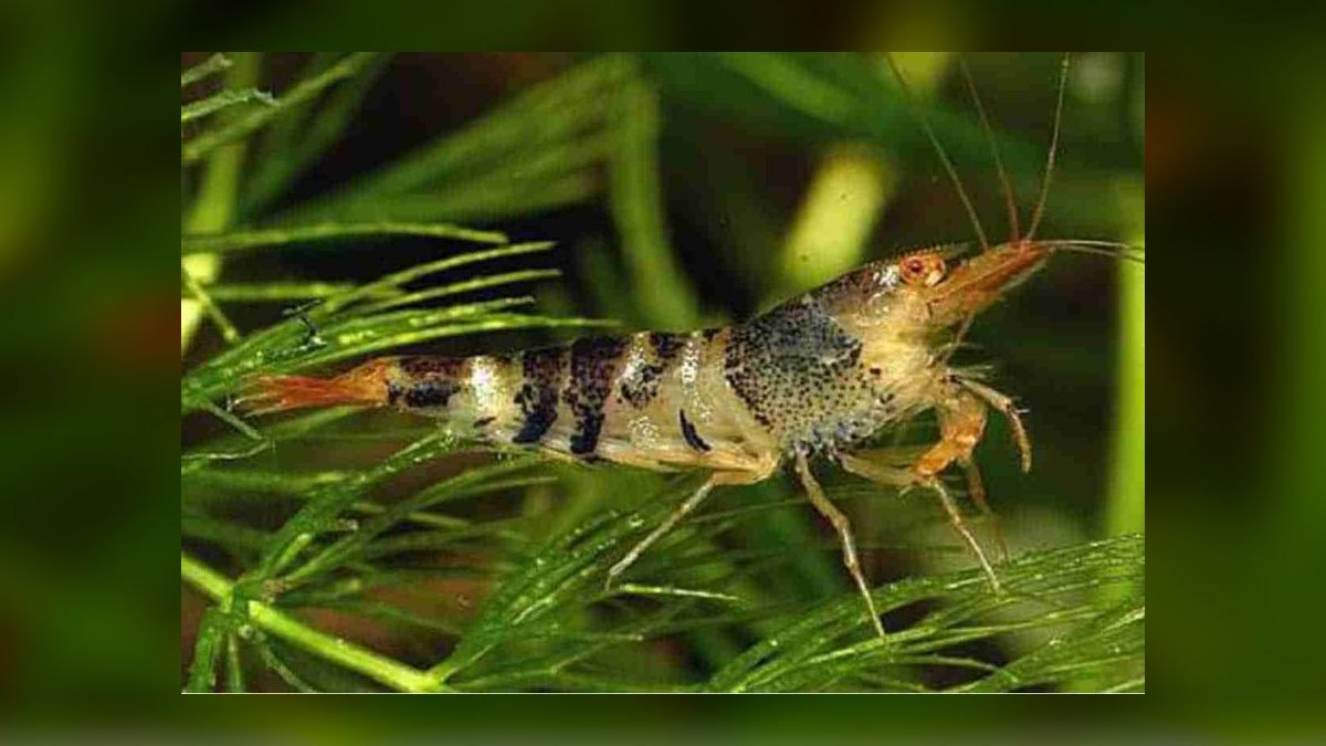 Top 10 Dwarf Shrimp Species for Nano Aquariums in 2027 — figure 8
