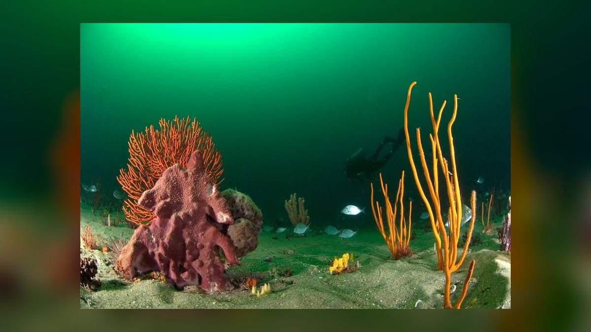 Top 10 Foam Filter Sponges for Fry Tanks in 2027 — figure 4