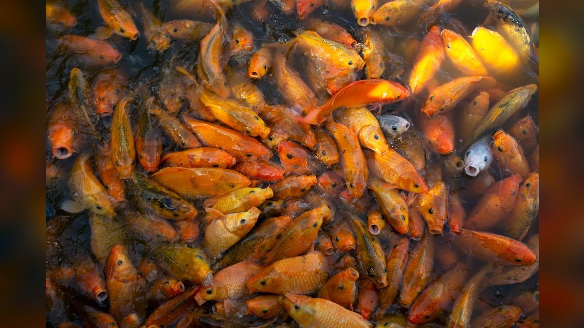Top 10 Automatic Fish Feeders for Vacation — figure 6