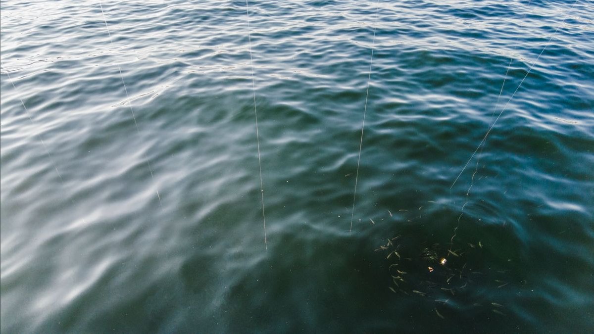 Top 10 Automatic Fish Feeders for Vacation in 2027