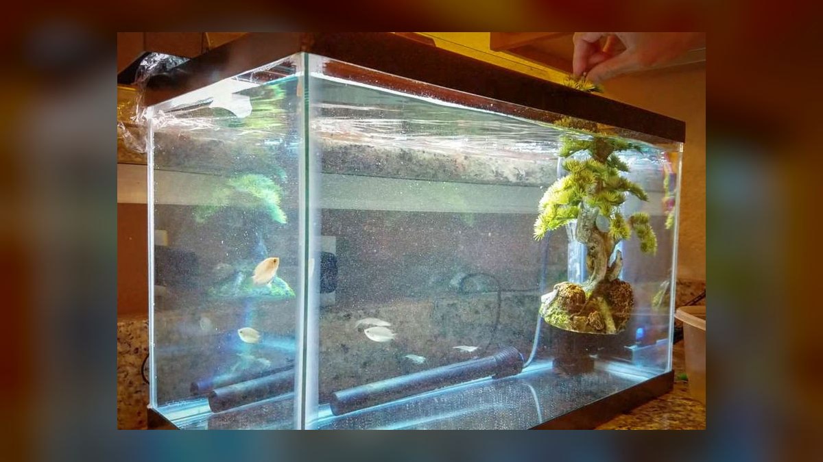 Top 10 Quarantine Tank Setup Mistakes in 2027 — figure 7