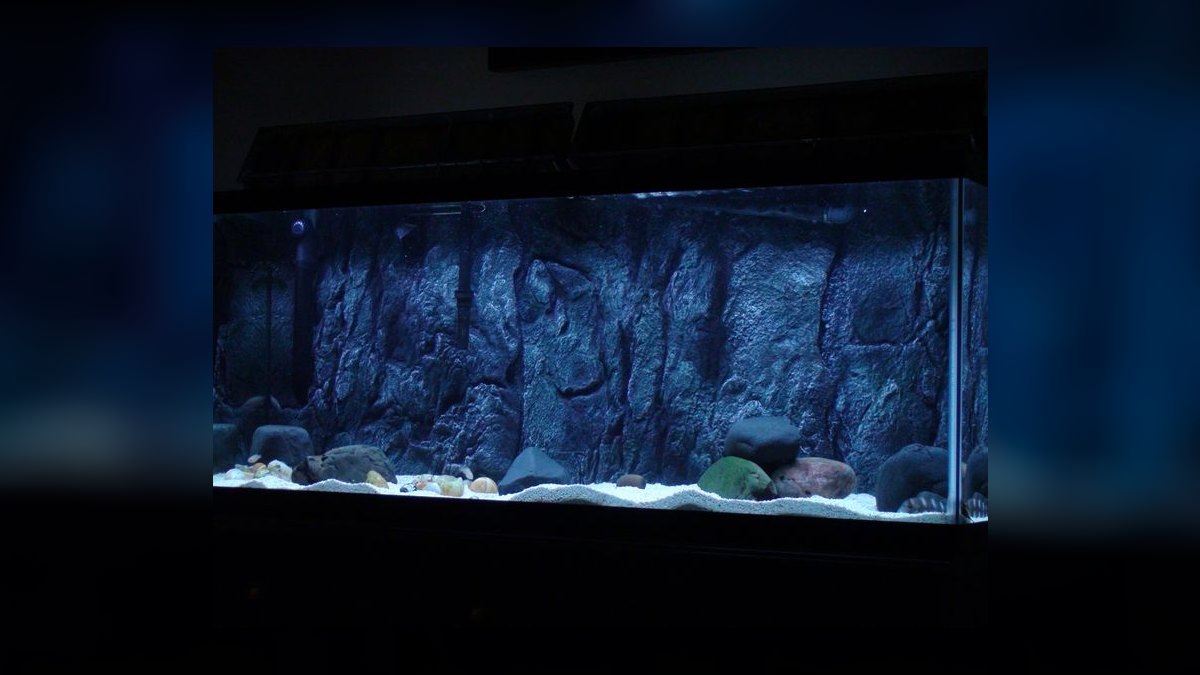 Top 10 Aquarium Backgrounds (3D vs Printed) in 2027 — figure 10
