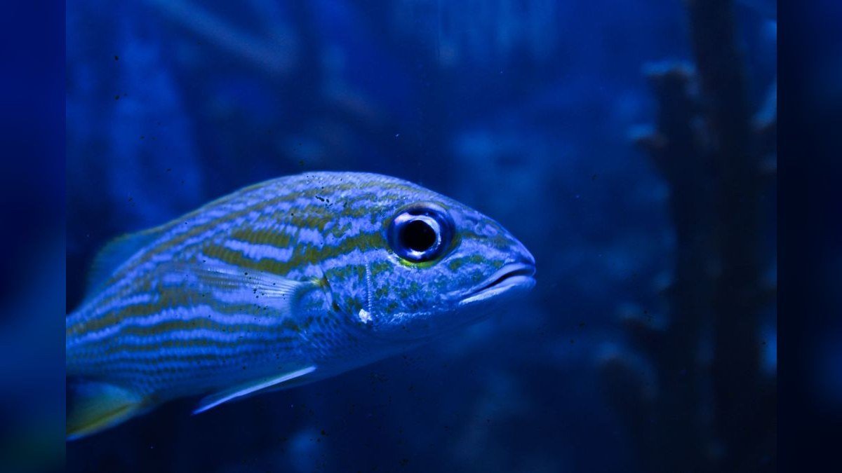 Top 10 Aquarium Backgrounds (3D vs Printed) in 2027