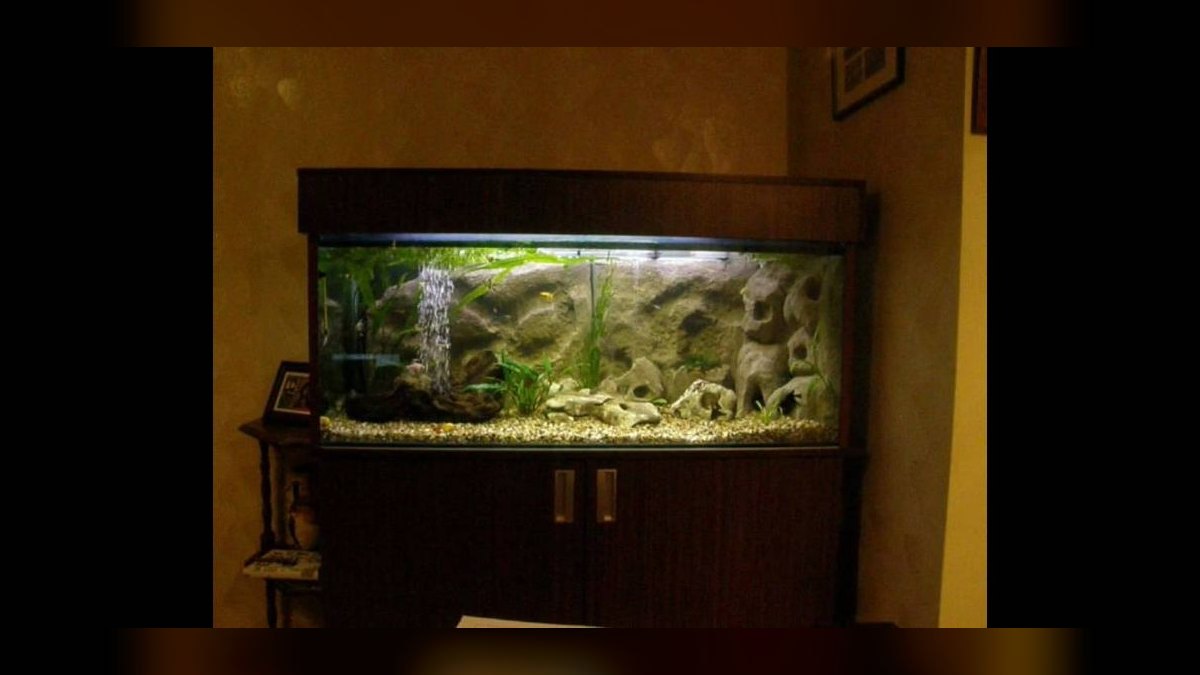 Top 10 Aquarium Backgrounds (3D vs Printed) in 2027