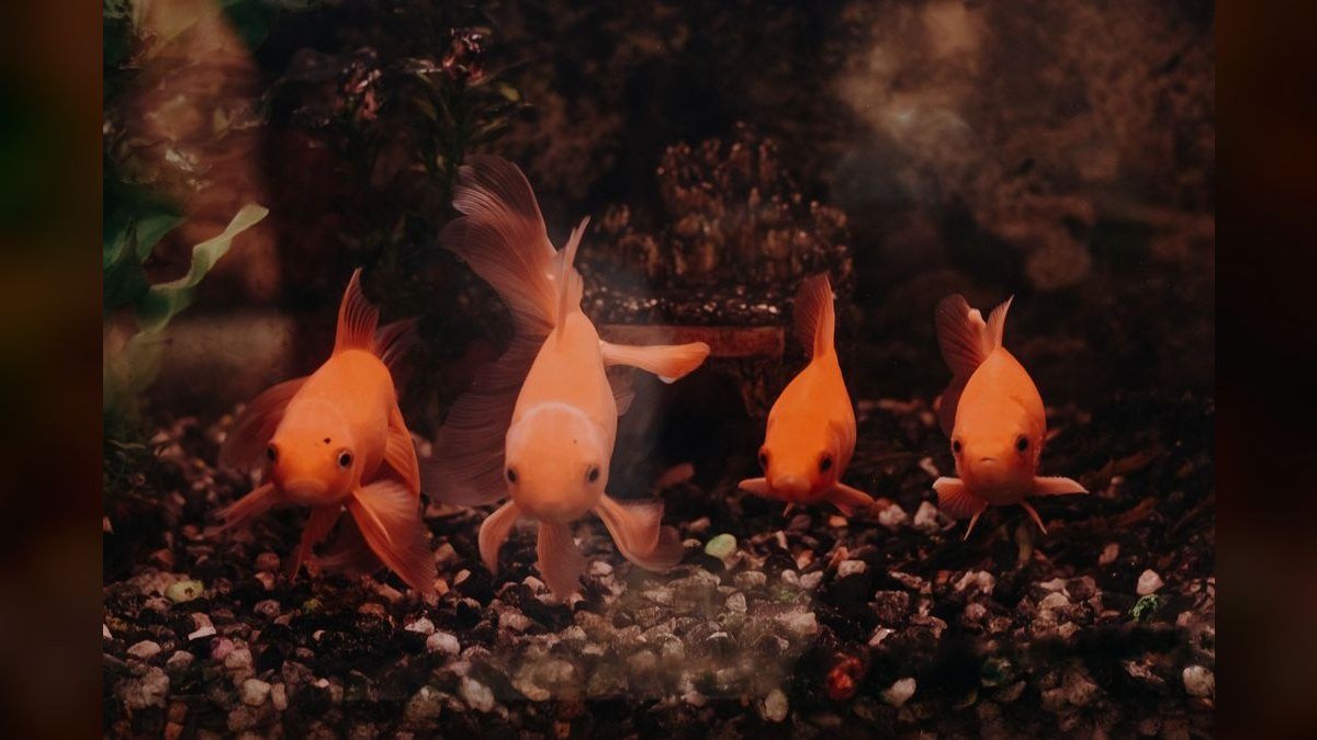 Top 10 Aquarium Air Pumps for Heavy Aeration in 2027
